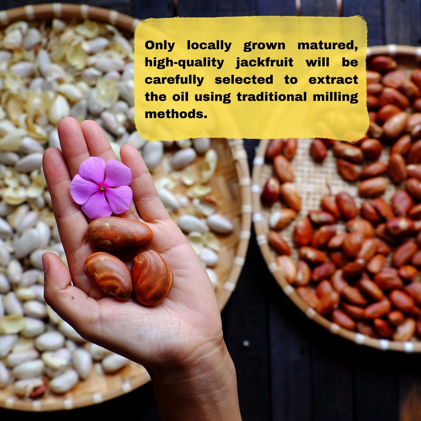 Premium Jackfruit Seed Oil for Face Beauty - Face Oil For Anti - aging - 50 ml My Store